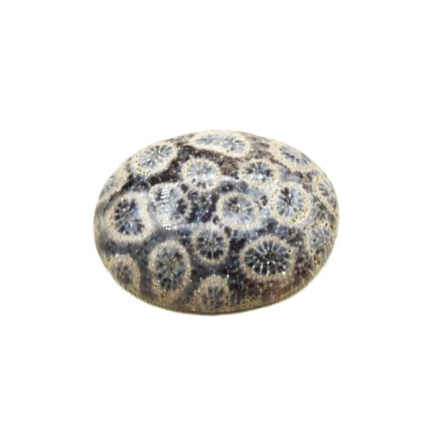 Coral Fossil Stone C20