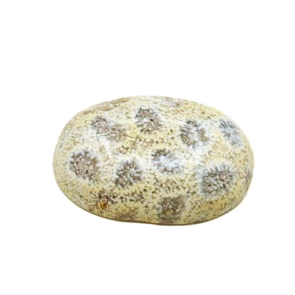 Coral Fossil Stone C22